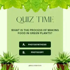 The Importance of Quizzes About Environmental Knowledge: Environmental knowledge is crucial for understanding the complex world around us and