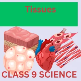 Tissues CLASS 9 SCIENCE