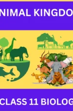 Animal Kingdom CLASS 11 BIOLOGY: A GREAT STUDY