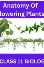 Anatomy Of Flowering Plants CLASS 11 BIOLOGY: A GREAT STUDY
